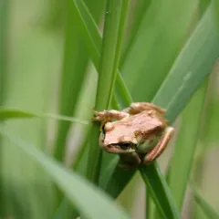 Pacific chorus frog thumbnail 4