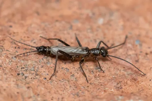 Boreal Snowfly