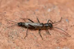 Boreal Snowfly thumbnail 1