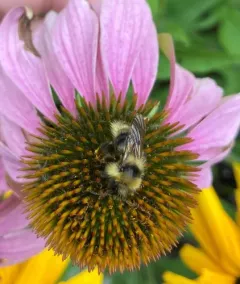 Suckley's Cuckoo Bumble Bee thumbnail 3
