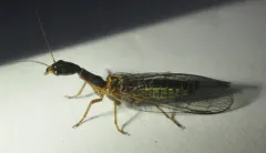Agulla assimilis thumbnail 2
