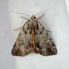 Praeclara Underwing Moth thumbnail 3