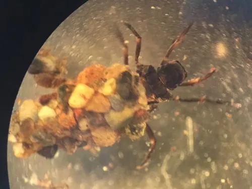 Neophylax occidentis