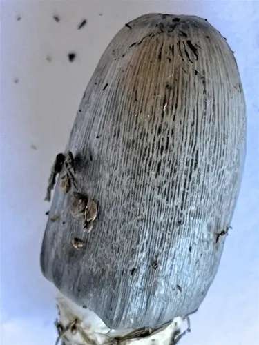 bighead inkcap