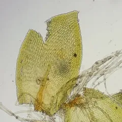 Capillary Wing-moss thumbnail 4