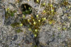 Banded Cord-moss thumbnail 3
