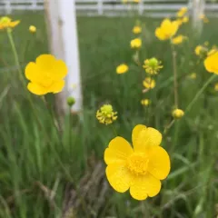 meadow buttercup thumbnail 1