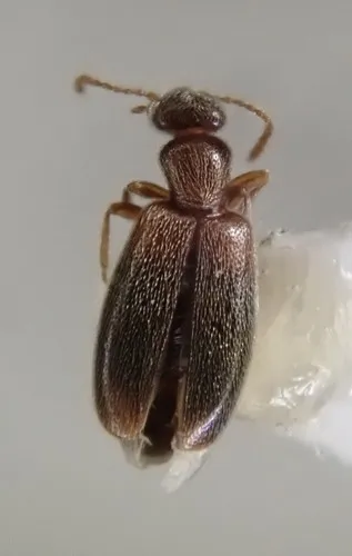 Anthicus punctulatus