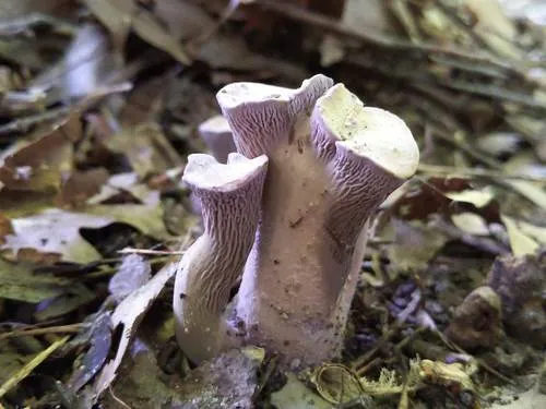 Gomphus ludovicianus