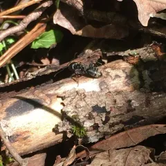 Eastern Black Carpenter Ant thumbnail 3
