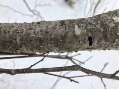 Entoleuca mammata thumbnail 3