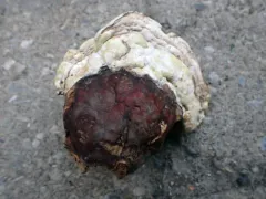 Trichoderma americanum thumbnail 4