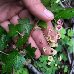 swamp currant thumbnail 2