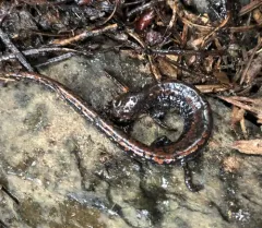 Oregon Slender Salamander thumbnail 1