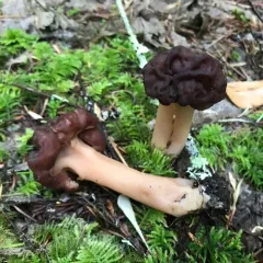 False Morel thumbnail 2