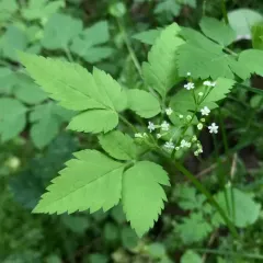 mountain sweet cicely thumbnail 2