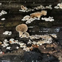 Luminescent Panellus thumbnail 3