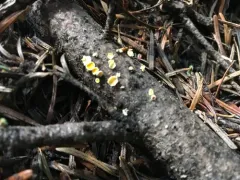 Lachnellula agassizii thumbnail 4