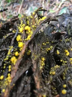 Chloroscypha flavida thumbnail 3