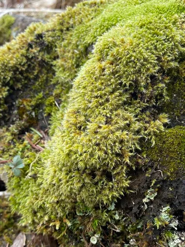 Racomitrium microcarpon