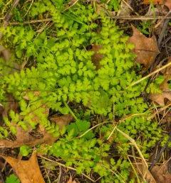 lowland brittle fern thumbnail 2