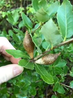 Beaked Spindle Gall Wasp thumbnail 4