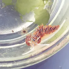 Horned Nudibranch thumbnail 4