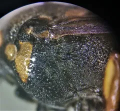 Hoplisoides costalis thumbnail 2