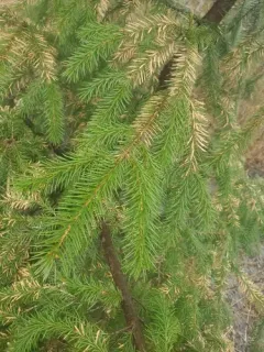 Spruce Needle Cast thumbnail 2