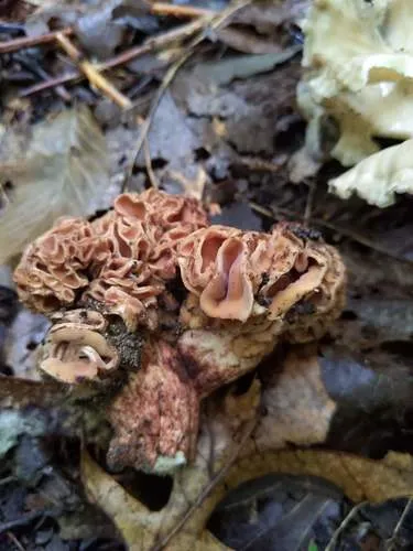 Wynnea sparassoides