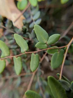 Coffee Fern thumbnail 2