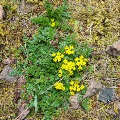 Hall's Biscuitroot thumbnail 3