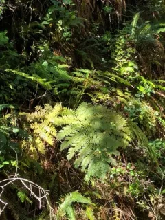 Scaly Tree Fern thumbnail 1
