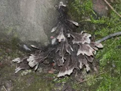 Urchin Earthfan thumbnail 2