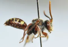 Denticulate Nomad thumbnail 3