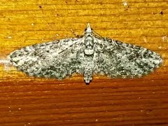 Eupithecia maestosa thumbnail 3