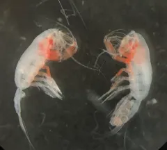 Paraeuchaeta elongata thumbnail 1