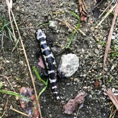 Marbled Salamander thumbnail 3