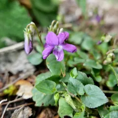 common dog-violet thumbnail 1