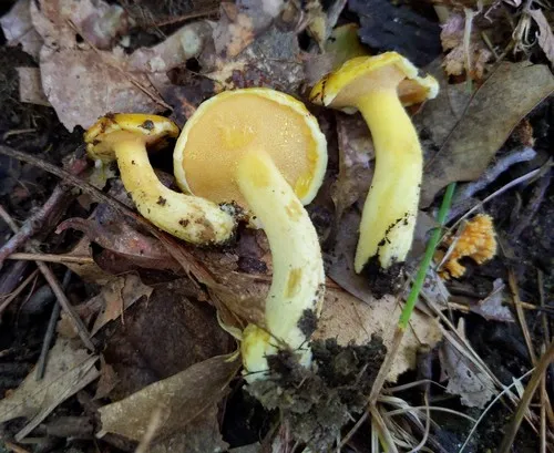 Pulveroboletus curtisii