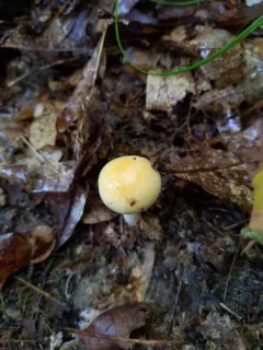 Cortinarius lewisii thumbnail 3