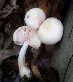 Pluteus tomentosulus thumbnail 2