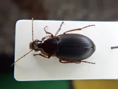 Red-collared Harp Ground Beetle thumbnail 2