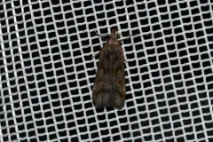 Two-spotted Dichomeris Moth thumbnail 3