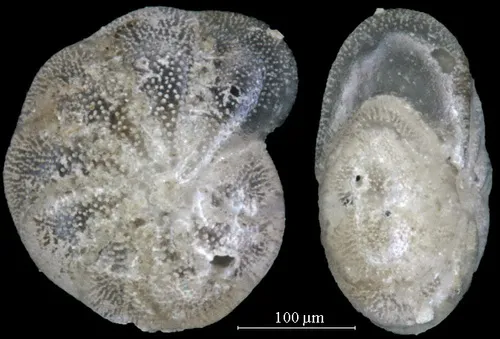 Elphidium bartletti