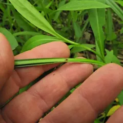 Hairy-fruit Sedge thumbnail 2