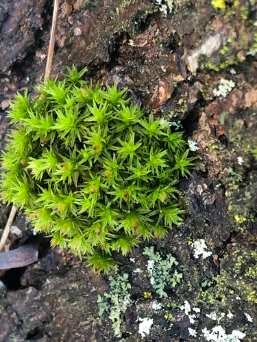 Wood Bristle-moss