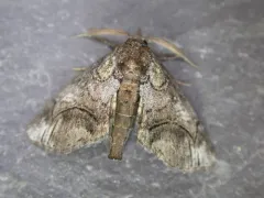Barrens Paectes Moth thumbnail 2