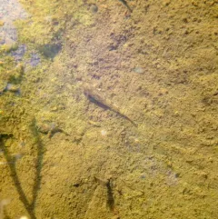 Northern Tessellated Darter thumbnail 1
