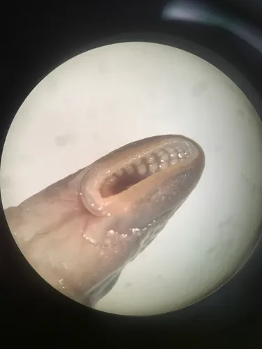 Southern Brook Lamprey